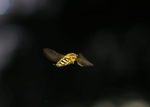 Hoverfly hovering in flight. Buzzing insect.