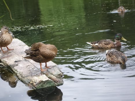 Wild a mallard duck in a pond.