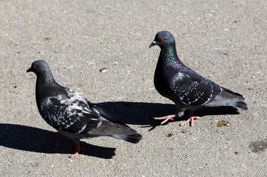 Common blue-gray doves in the city. Bird, who lives next to the man.