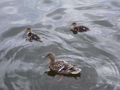 Wild a mallard duck in a pond.