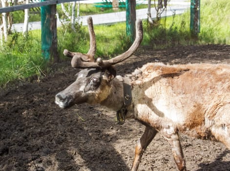 Reindeer at the zoo. Horned cloven-hoofed.