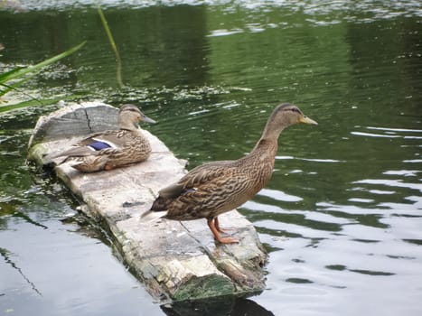 Wild a mallard duck in a pond.