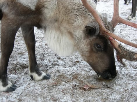 Reindeer at the zoo. Horned cloven-hoofed.