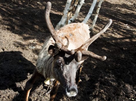 Reindeer at the zoo. Horned cloven-hoofed.