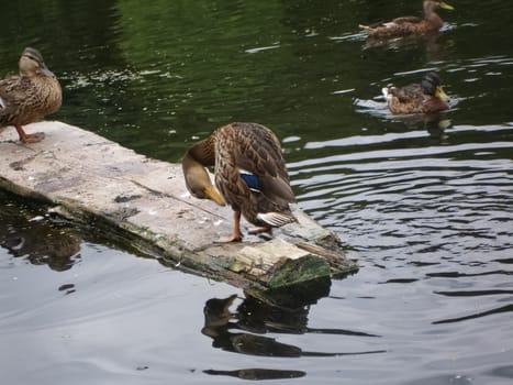 Wild a mallard duck in a pond.