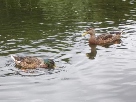 Wild a mallard duck in a pond.