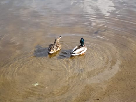 Wild a mallard duck in a pond.