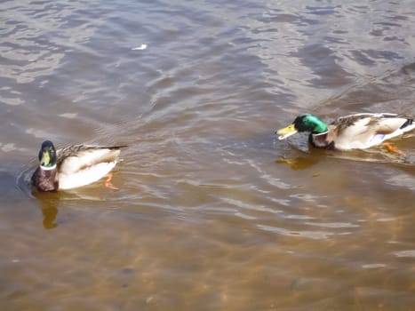 Wild a mallard duck in a pond.