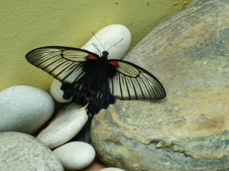 Butterfly on a flower. The insects in the terrarium.