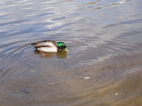 Wild a mallard duck in a pond.