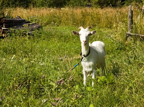 Goat common. Cloven-hoofed ruminants. Cloven-hoofed ruminants.