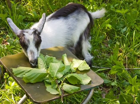 Goat common. Cloven-hoofed ruminants. Cloven-hoofed ruminants.