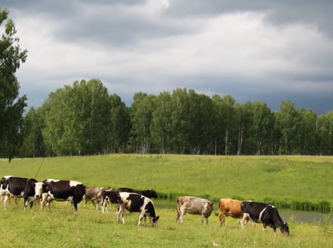 Cow ordinary home. Cattle grazing. Cloven-hoofed ruminants.