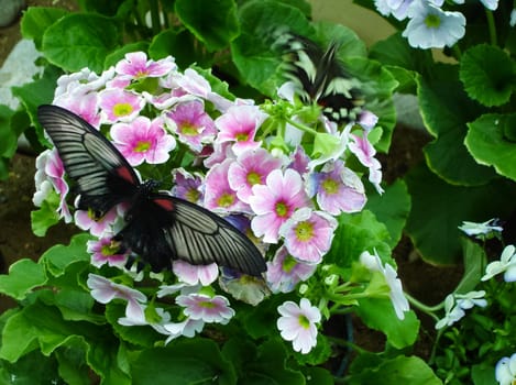 Butterfly on a flower. The insects in the terrarium.