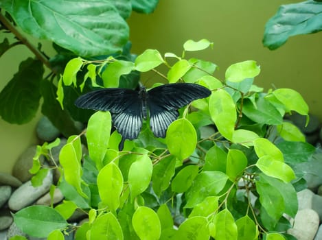 Butterfly on a flower. The insects in the terrarium.