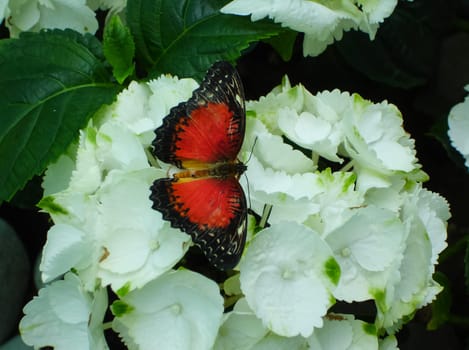 Butterfly on a flower. The insects in the terrarium.