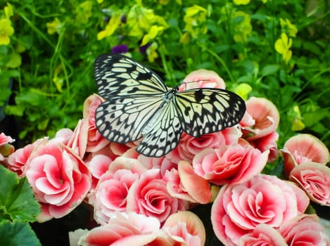 Butterfly on a flower. The insects in the terrarium.