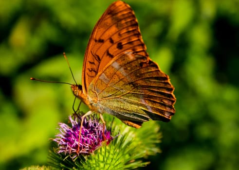 Butterfly on a flower. The insects in the terrarium.