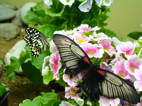 Butterfly on a flower. The insects in the terrarium.