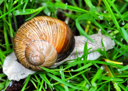 Snail in the grass. Land with clam shell.