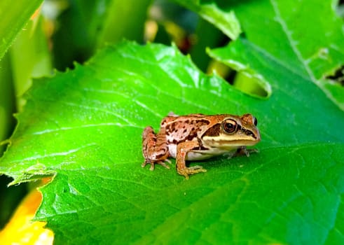 Tree frog on a large sheet.