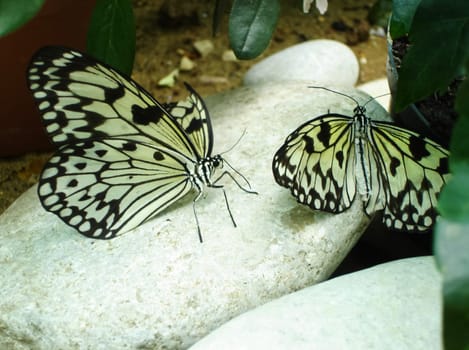Butterfly on a flower. The insects in the terrarium.