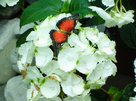 Butterfly on a flower. The insects in the terrarium.