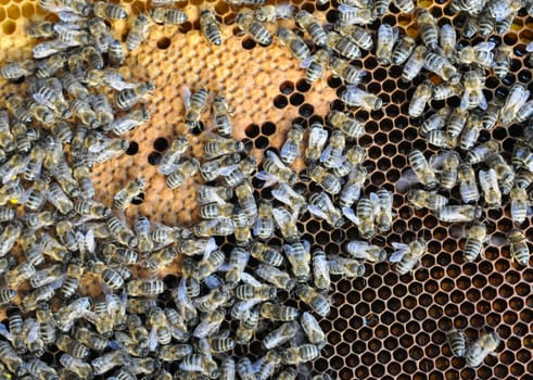 Bees on honey cell in the hive.