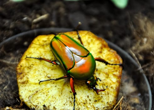 Chafer beetle dark green Chafer beetle dark green