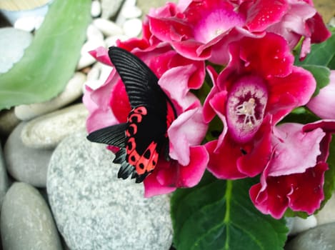 Butterfly on a flower. The insects in the terrarium.