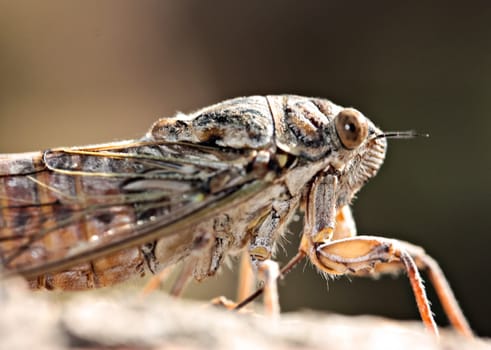Macro shot of a cicada. Macro shot of a cicada.