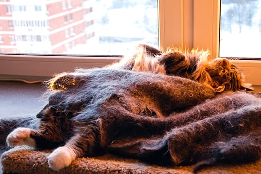 Cats, the lovely a fluffy a pets.