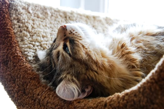 Cats, the lovely a fluffy a pets.