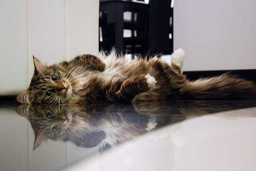 Cats, the lovely a fluffy a pets.