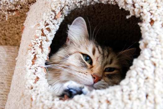 Cats, the lovely a fluffy a pets.