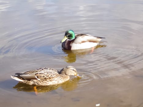 Wild a mallard duck in a pond.