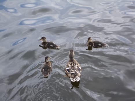Wild a mallard duck in a pond.