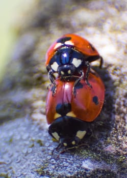 Mating ladybugs. insect reproduction Mating ladybugs. insect reproduction
