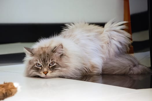 Cats, the lovely a fluffy a pets.