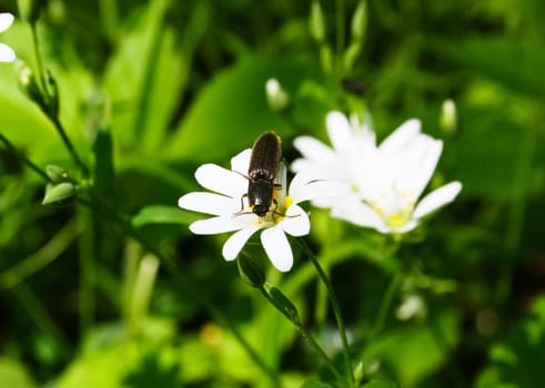 Beetle - nutcracker on a flower.