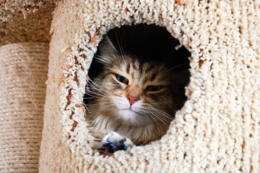 Cats, the lovely a fluffy a pets.