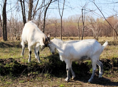 Goat common. Cloven-hoofed ruminants. Goat common. Cloven-hoofed ruminants.