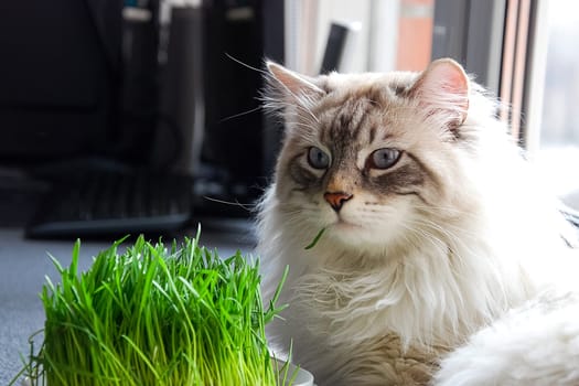 Cats, the lovely a fluffy a pets.