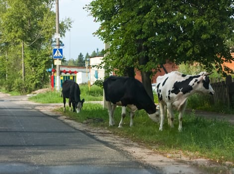 Cow ordinary home. Cattle grazing. Cloven-hoofed ruminants.