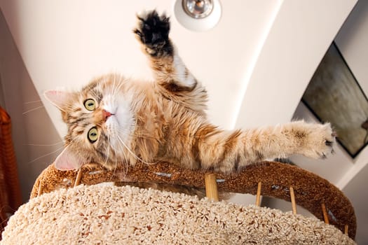 Cats, the lovely a fluffy a pets.