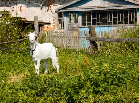 Goat common. Cloven-hoofed ruminants. Cloven-hoofed ruminants.