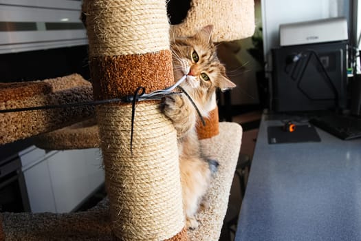 Cats, the lovely a fluffy a pets.