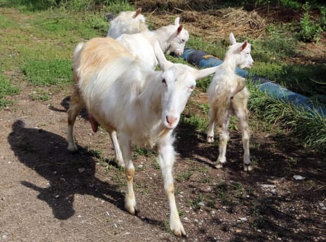 Goat common. Cloven-hoofed ruminants. Cloven-hoofed ruminants.