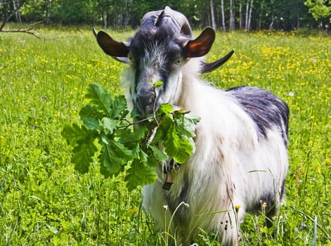 Goat common. Cloven-hoofed ruminants. Cloven-hoofed ruminants.