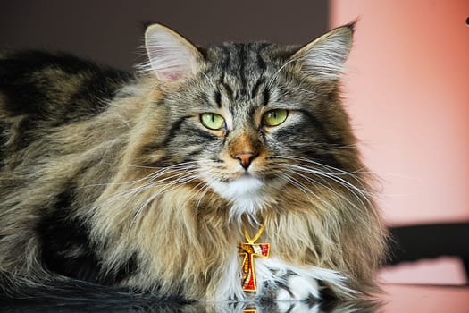 Cats, the lovely a fluffy a pets.